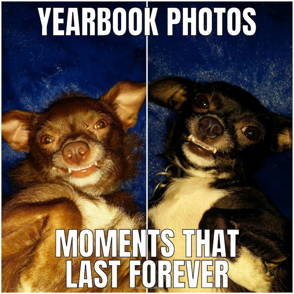 smiling little dog memes
