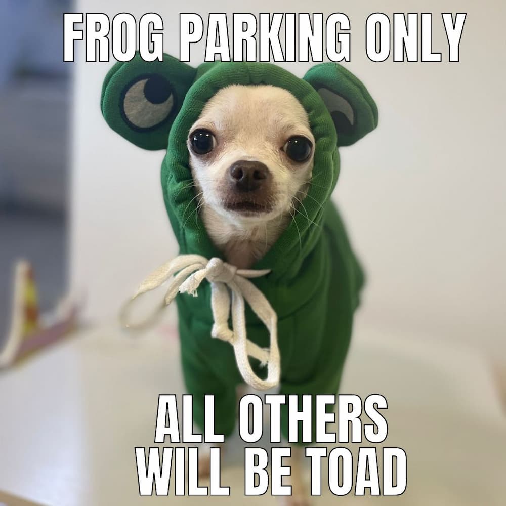 dog in clothes