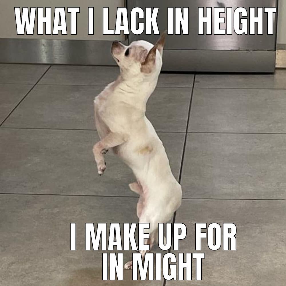 small doggy meme