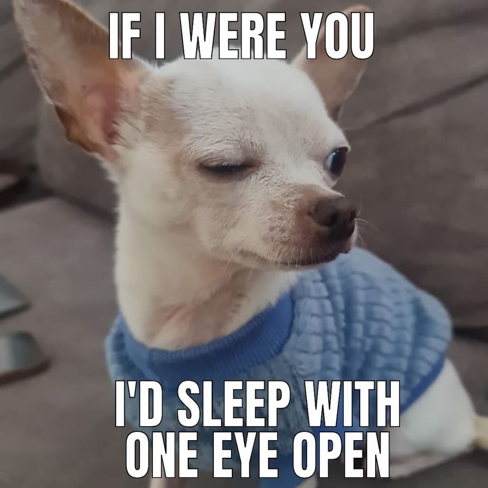 sleepy dog meme