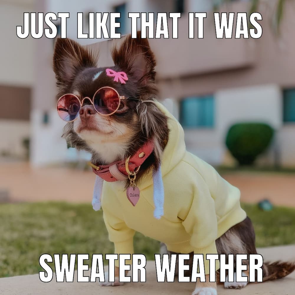 fashion dog meme