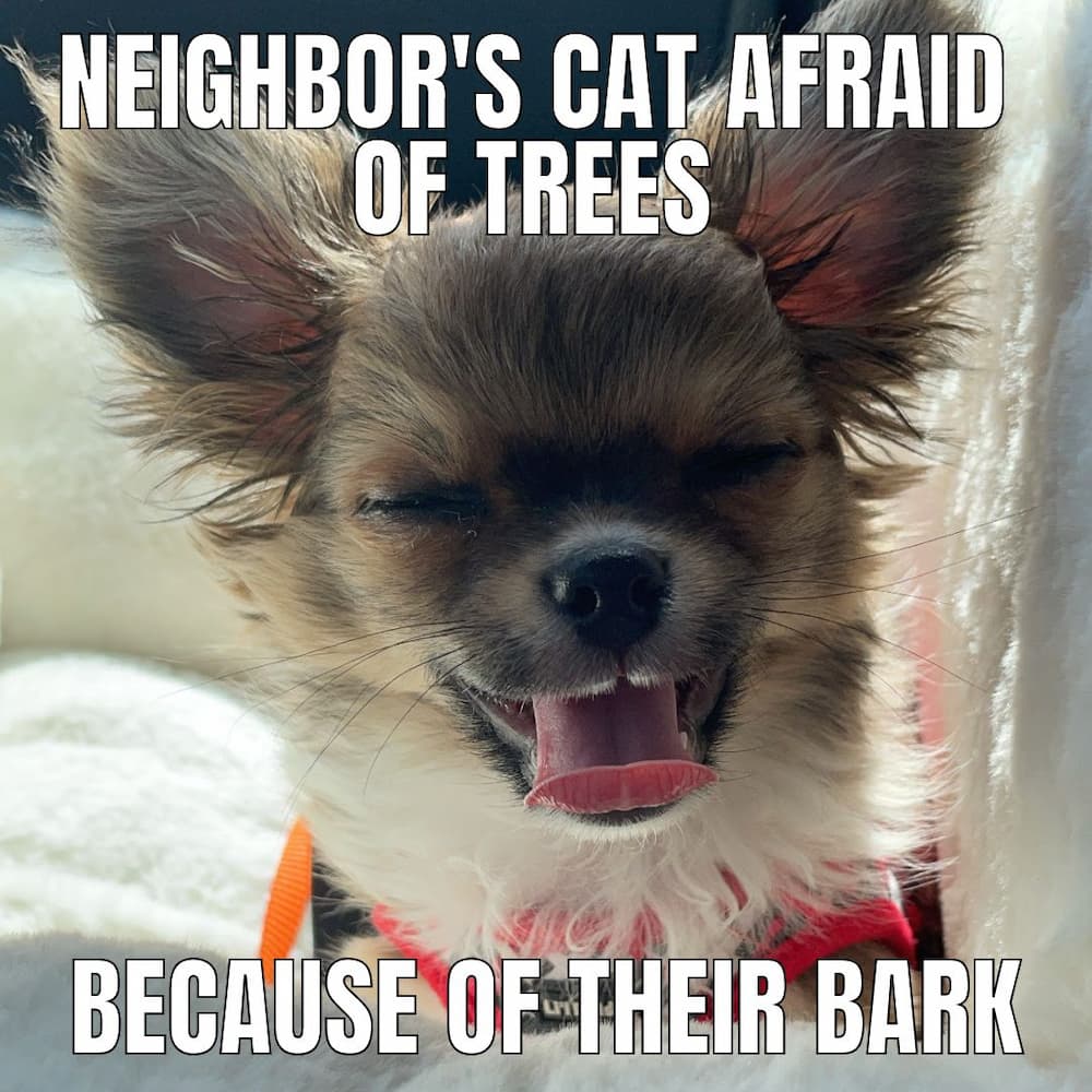 silly chihuahua meme