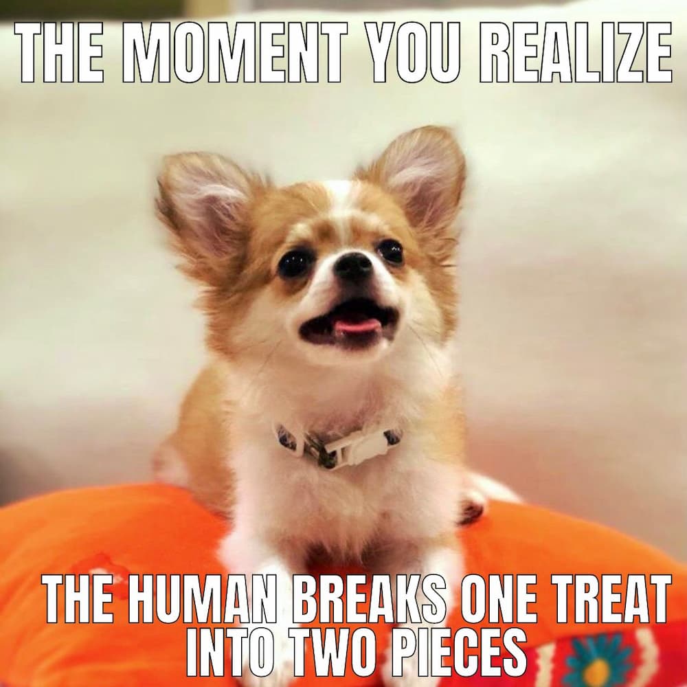 cute chi meme