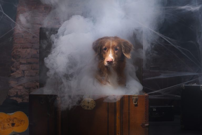 Dog in spooky setting