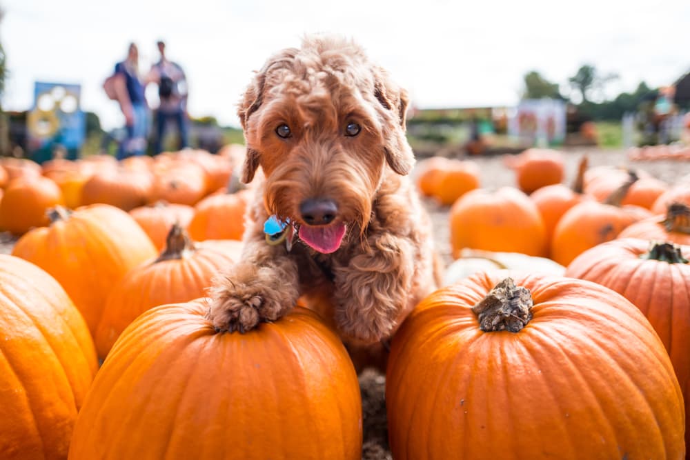 4 Halloween Dog Treats to Try at Home