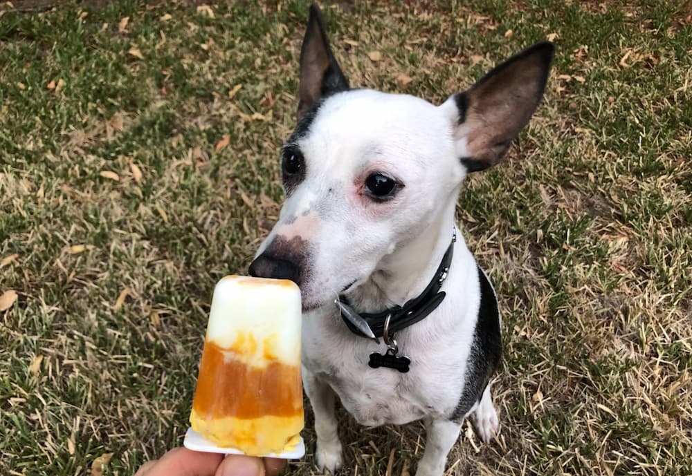 Homemade fro yo Dog treats