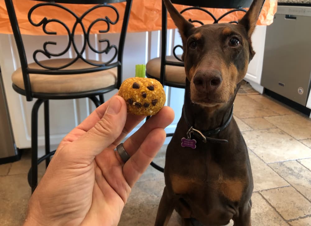 Homemade pumpkin treats for dogs