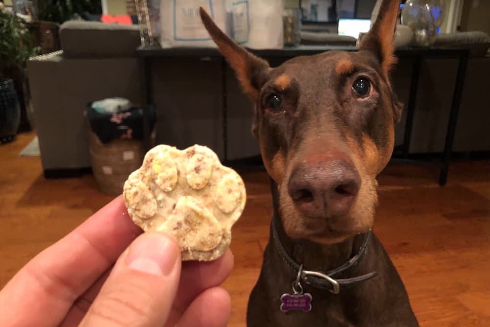 Homemade pumpkin dog treats