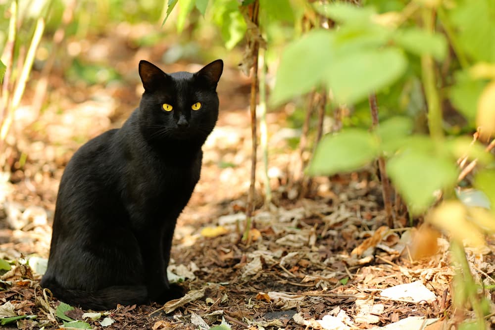 Black cat with yellow eyes on path