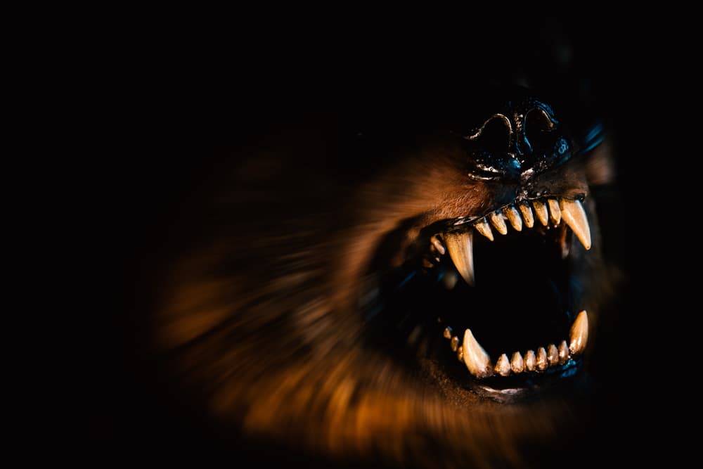 Dog growling