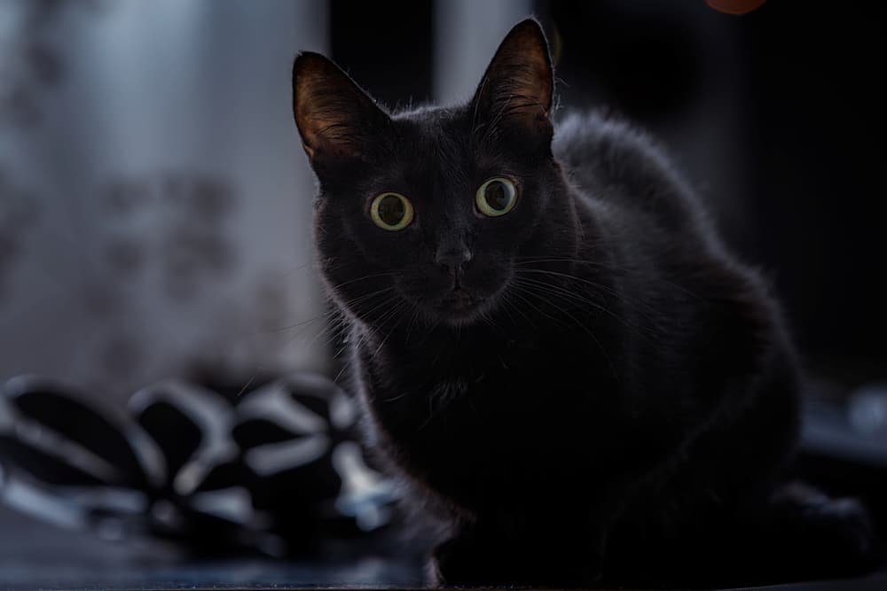 30 Black Cat Quotes to Bewitch and Bewilder