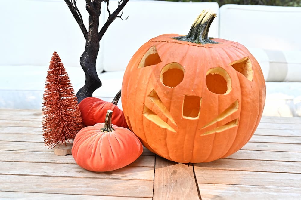 5 Cat Pumpkin Carving Ideas to Try at Home