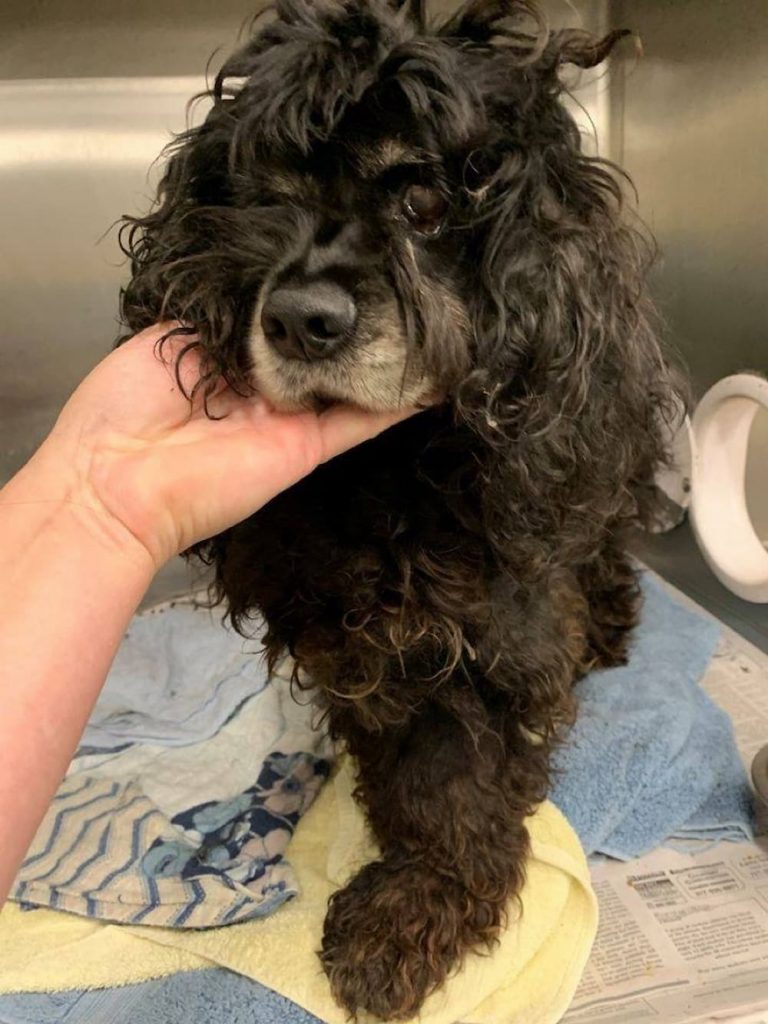 Matted mess Cocker spaniel