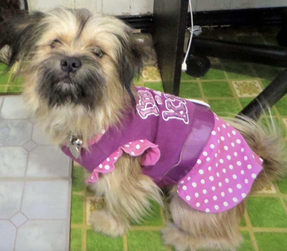 foster Terrier dog