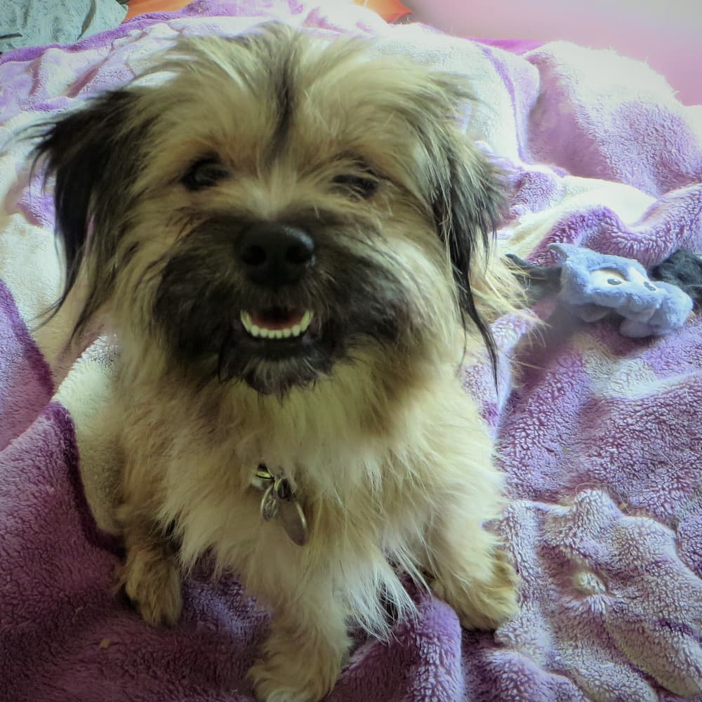 Mandy the dog when she was rescued