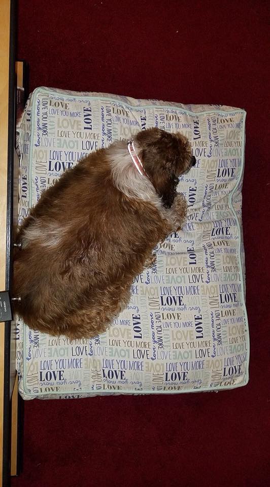 Mylon 50 pound dog