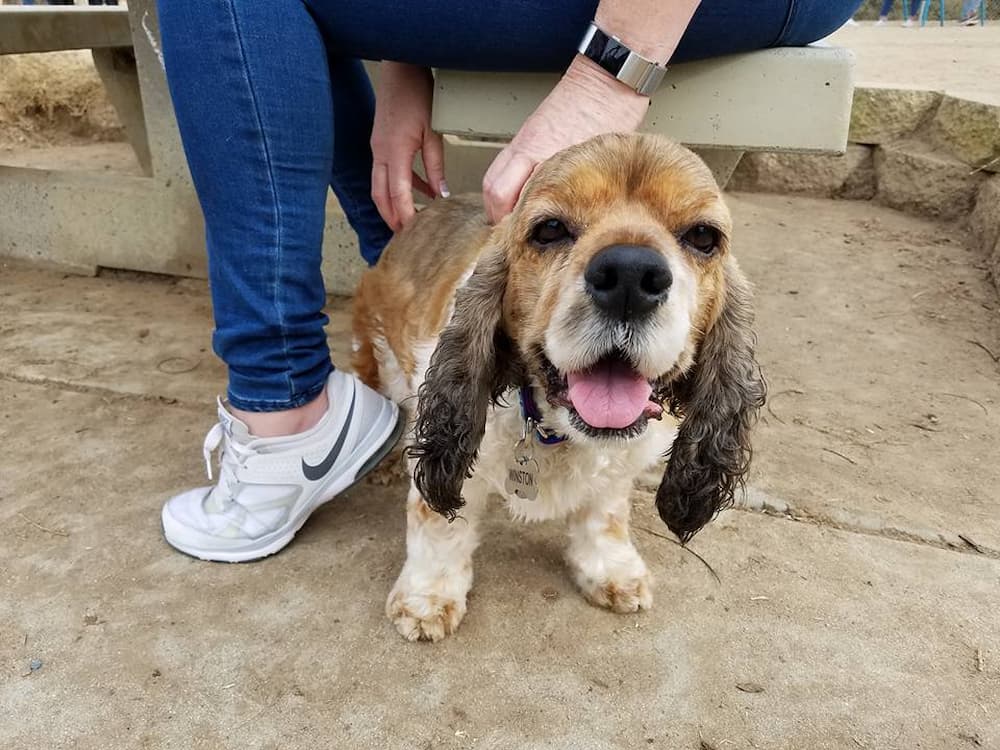 Cocker Spaniel after losing weight