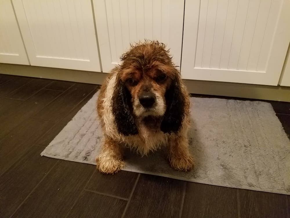 Overweight dog before