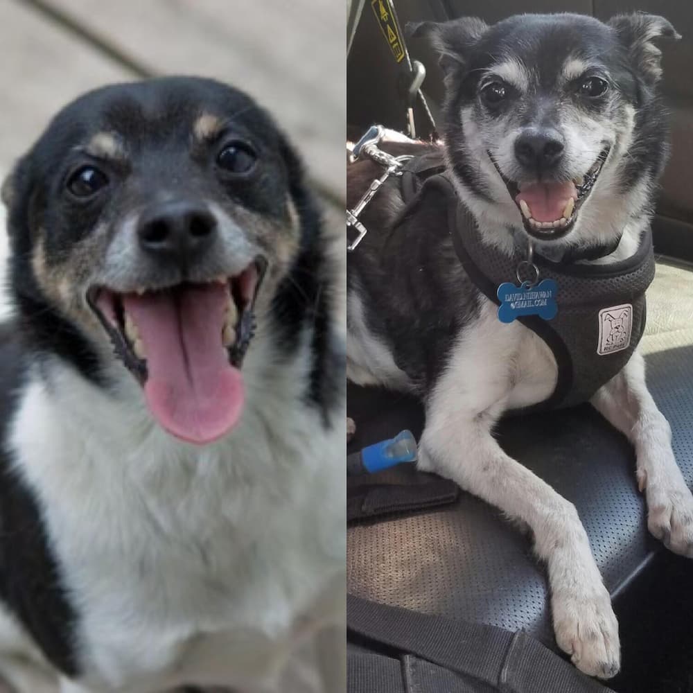 Toby 2 then and now