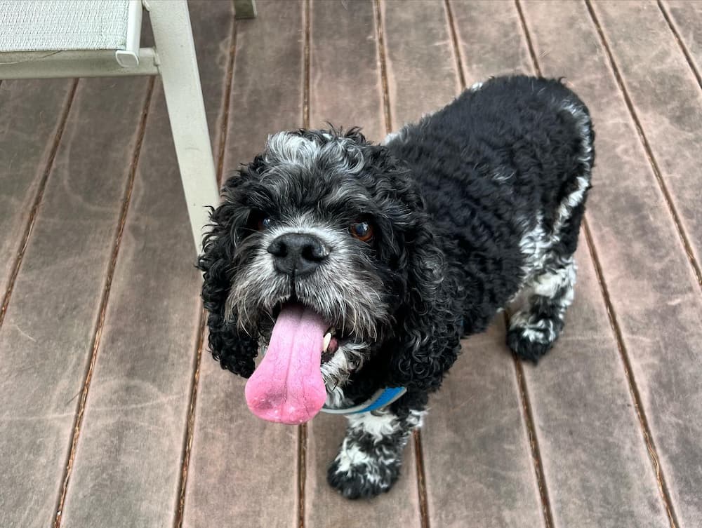 From homeless to rescued