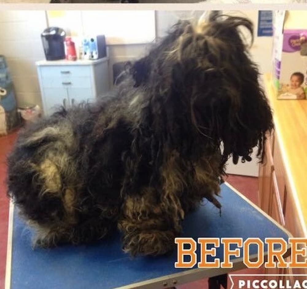 Angus the dog before photo