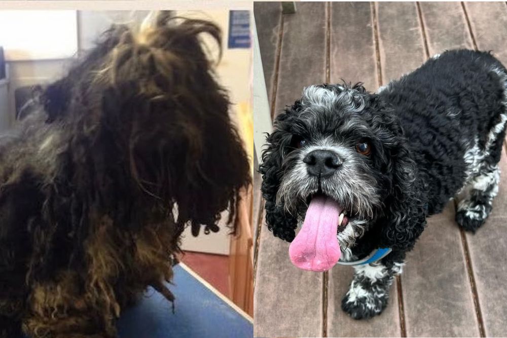 6 Incredible Dog Glow Ups That Will Melt Your Heart