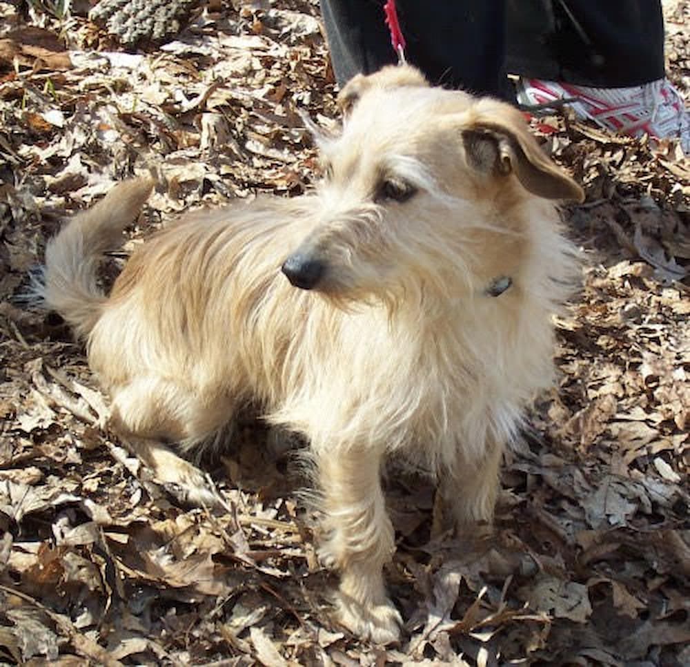 Toby 1 before adoption photo