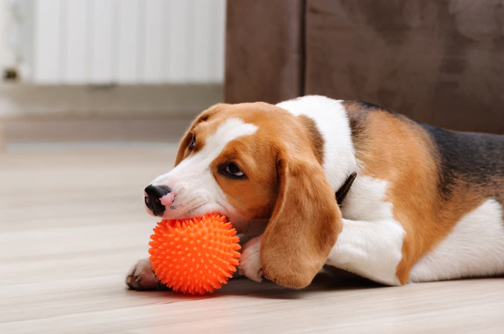 Dog chewing orange squeaky ball toy