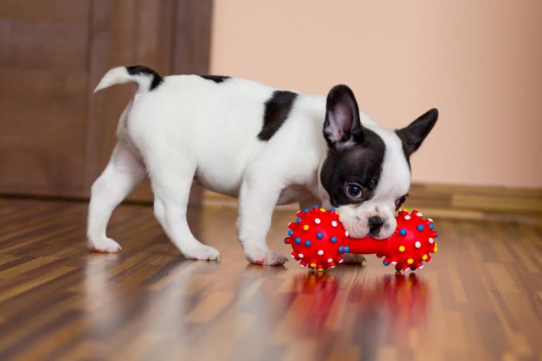 French Bulldog plays with squeaky toy