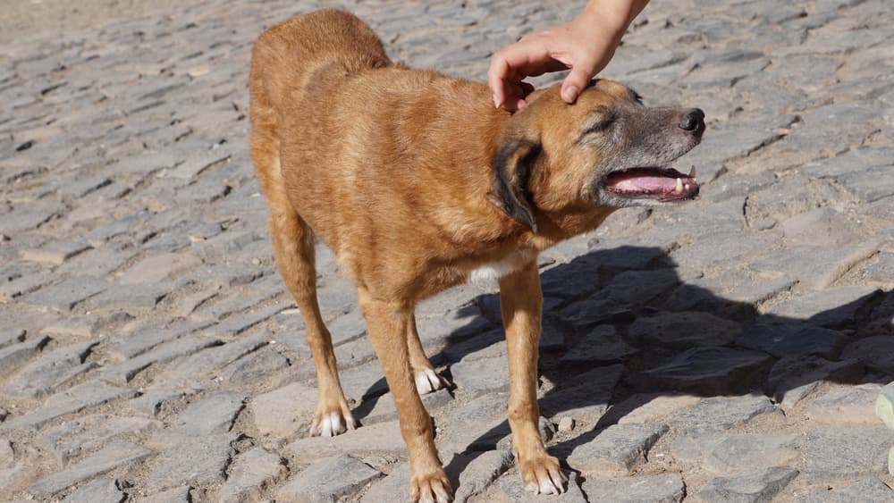 Man petting potcake dog