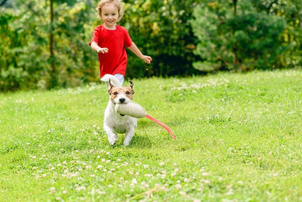 Dog with squeaky toy running away from little girl