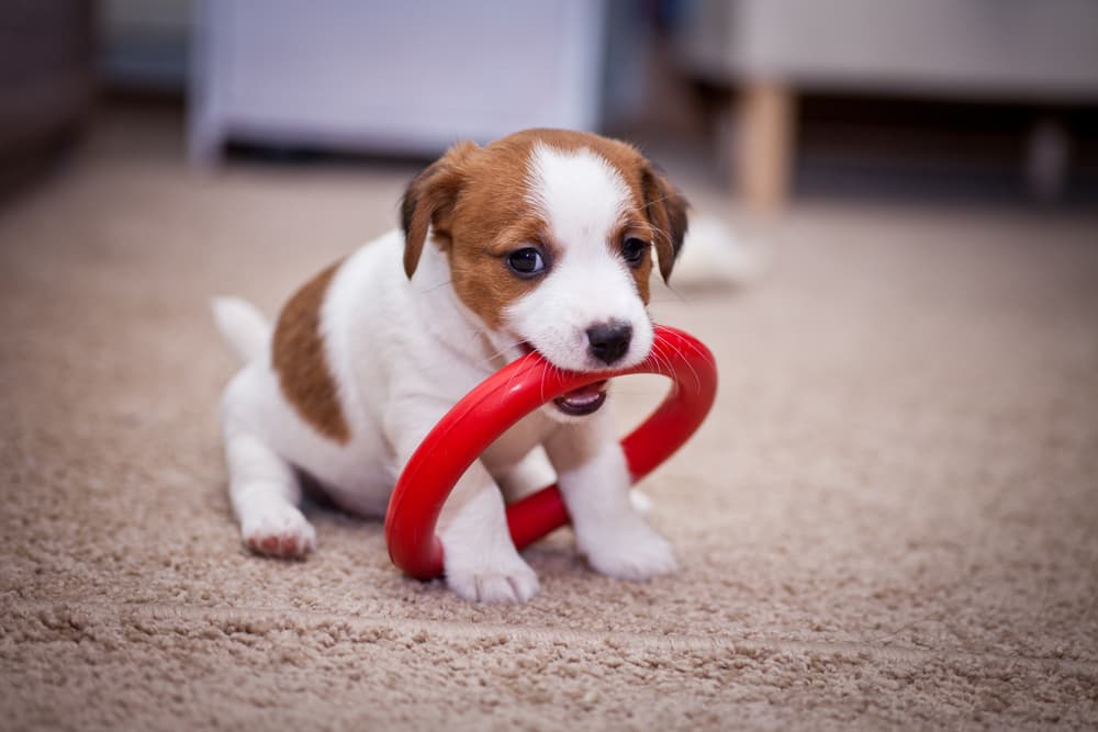 Jack Russell puppy playing with toy