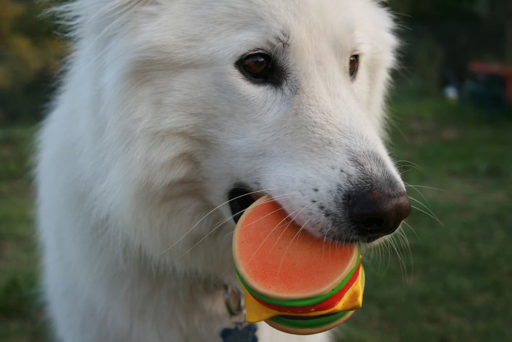 Dog with hamburger squeaky toy