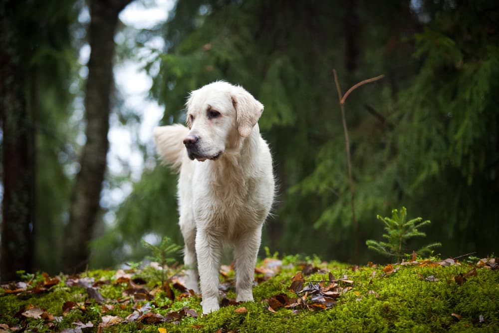 Heroic Golden Retriever Saves Lost Girls In Woods￼