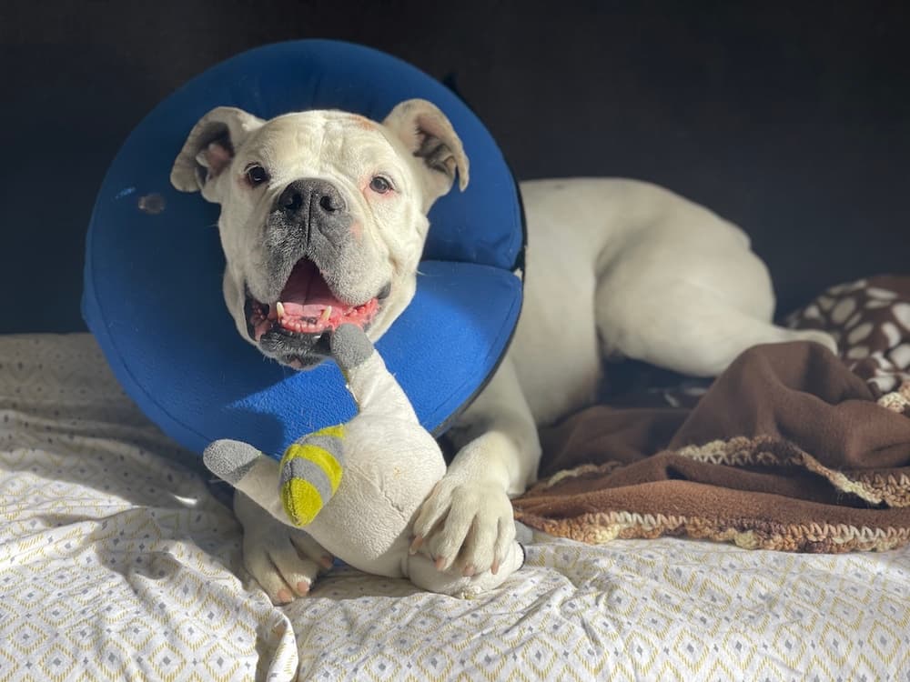 Sweet dog at forever loved pet sanctuary