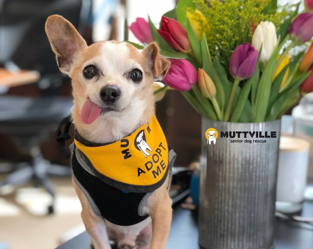 Mutville senior dog rescue