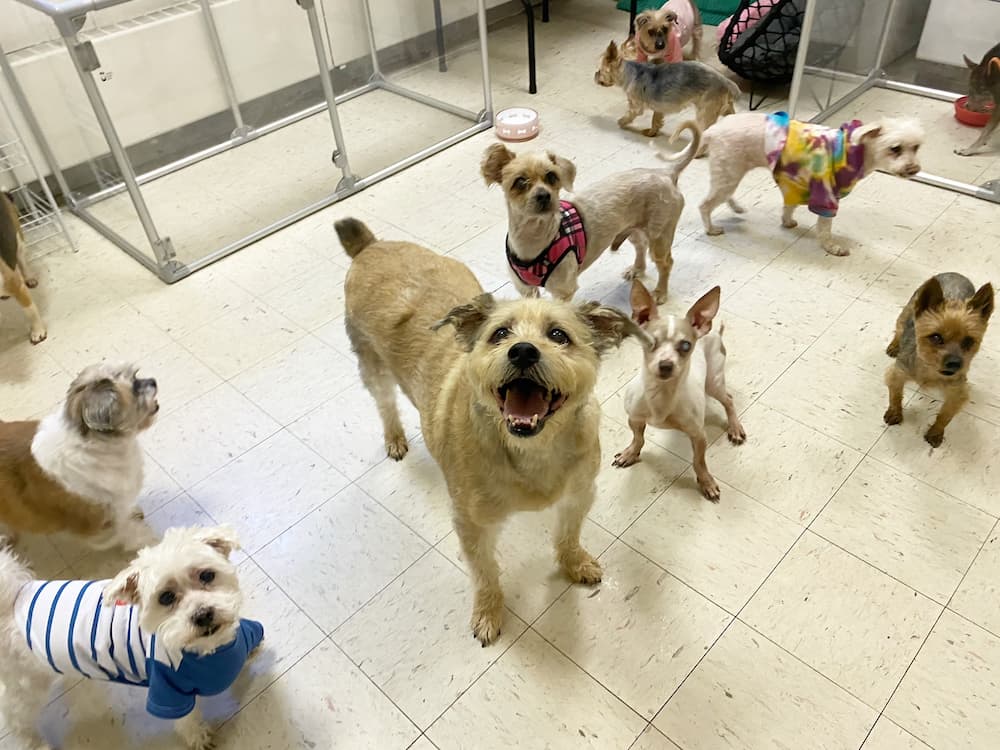 Vintage Pet Rescue
