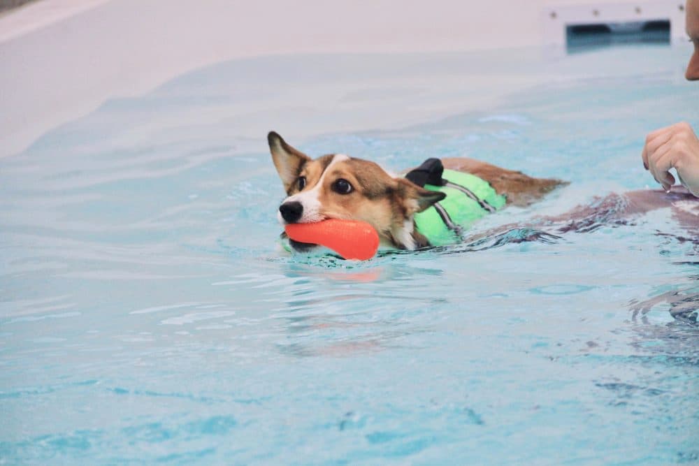Wag N Paddle