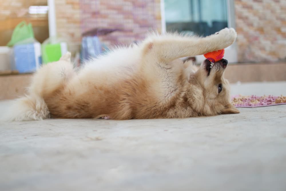 8 Best Indoor Dog Parks in the U.S.