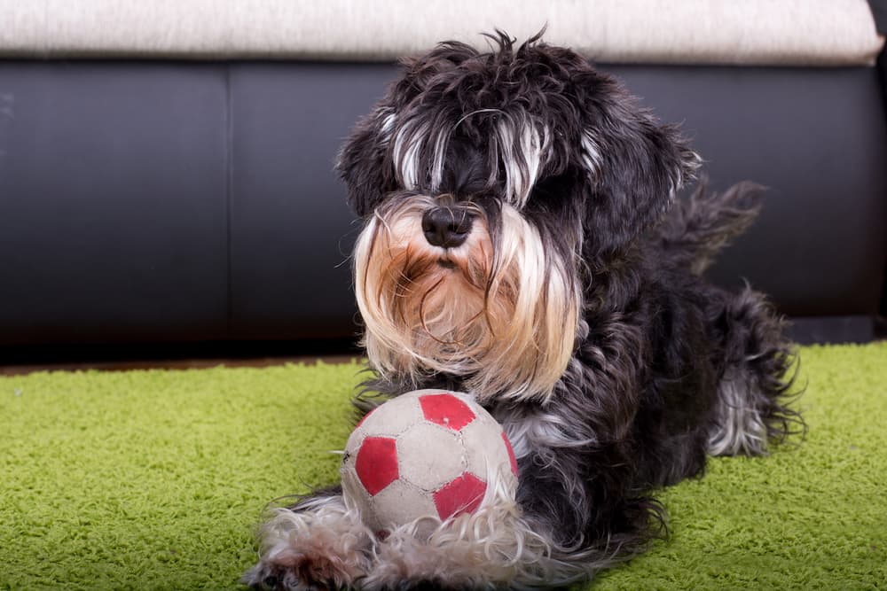 Dog playing with ball in indoor dog park