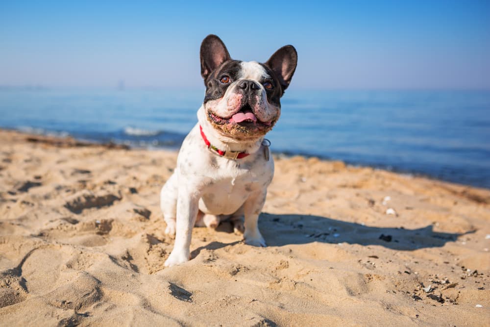 Happy dog on beach