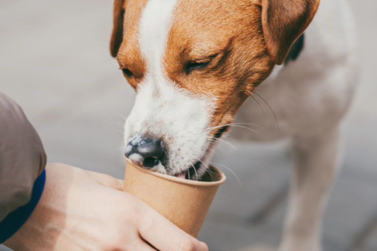 Jack Russell enjoying pup cup
