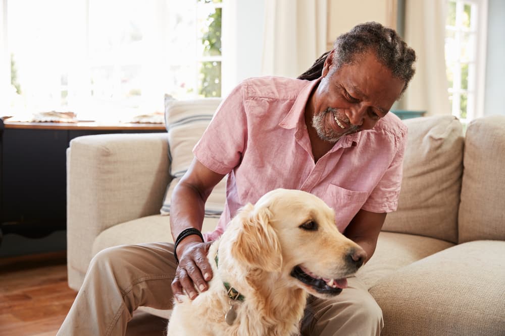 Petting dog at home
