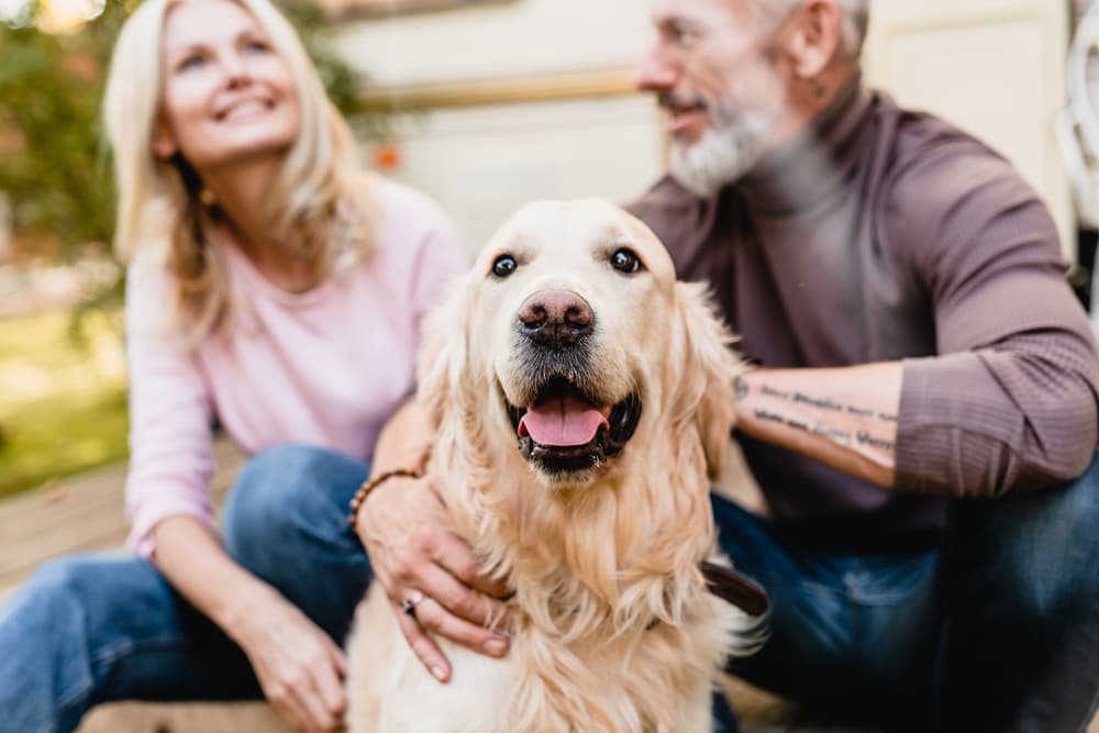 8 Best Senior Dog Rescues in the U.S.