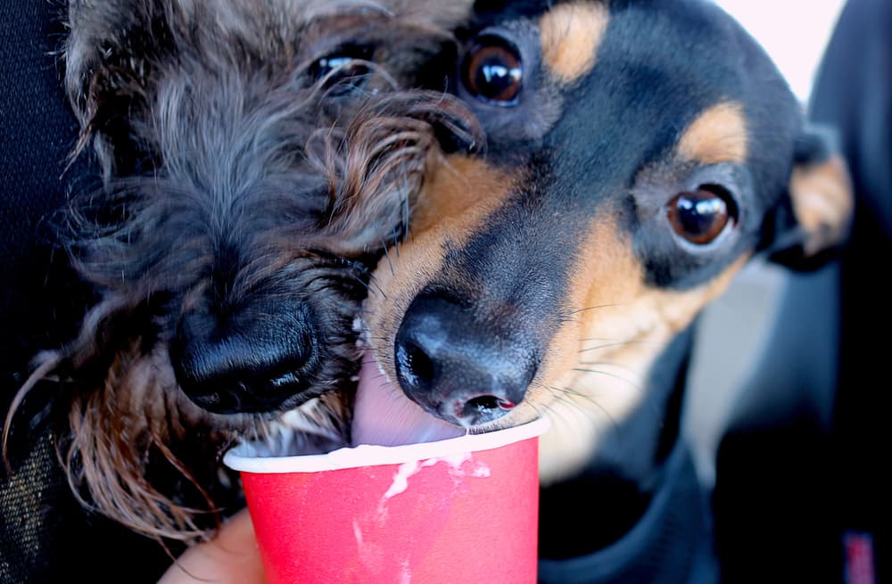 Two dogs enjoying pup cup