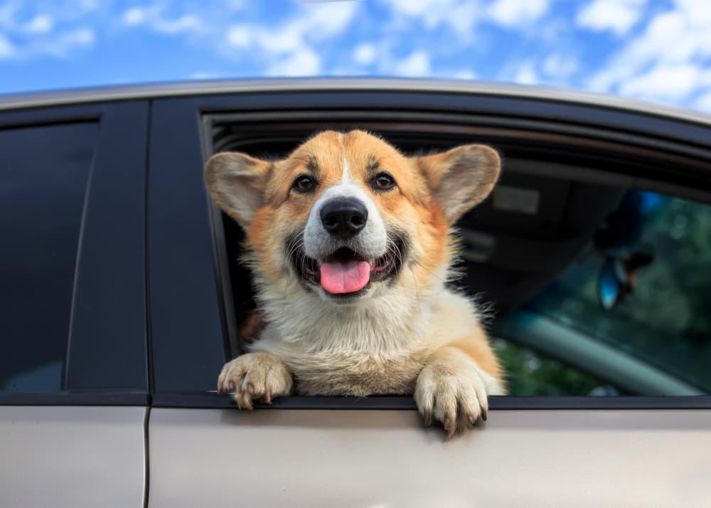 Corgi going through drive through