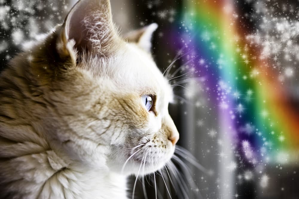 cat at rainbow bridge