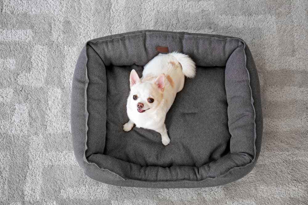 Why Do Dogs Dig in Bed?