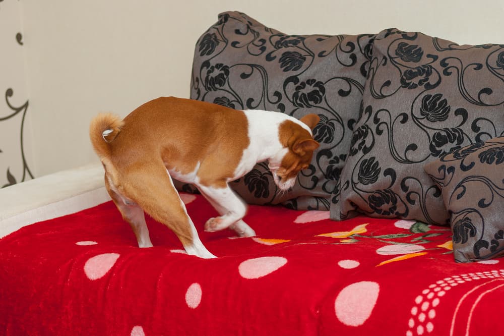 Dog digging on couch