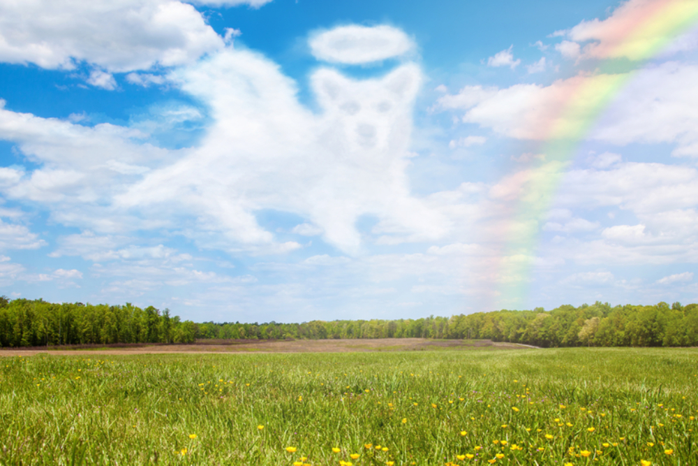20 Things Your Deceased Pet Wants You To Know